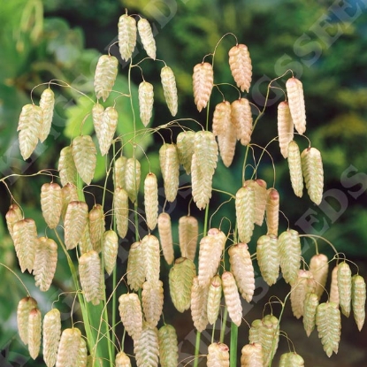 Picture of Ornamental Grasses - Briza Maxima